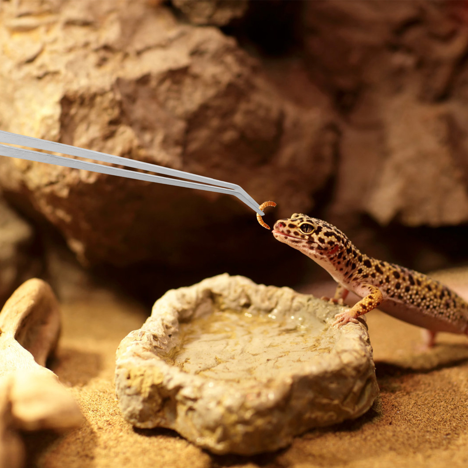 6Pcs Reptile Feeding Tong Stai - Feeding Tong Stainless recension och pris